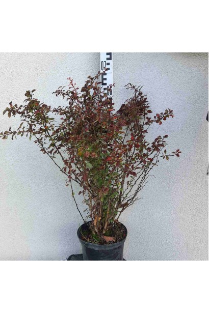 Барбарис Тунберга Атропурпуреа 5л/вис.60-80см/Ø20-30см/4р 